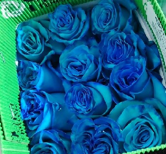 Rosa  Ecu.  Tintada Turquesa 50cm