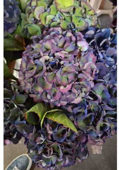 Hortensia Hol. Royal King Classic 60cm 16/18