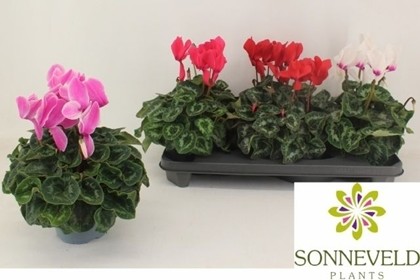 P. Cyclamen Gr Sup Leopardo 13/30cm "CC3"