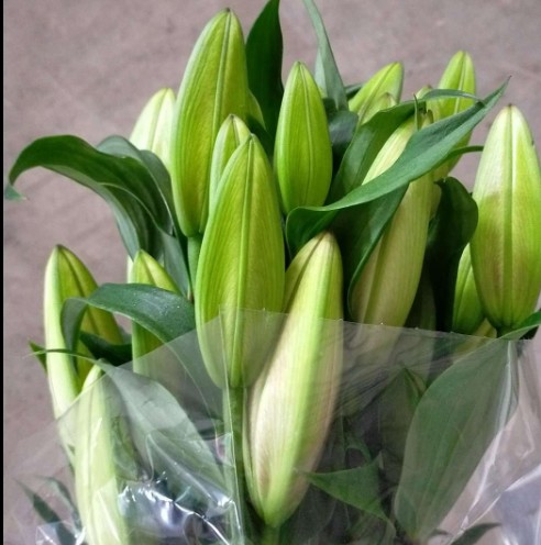 Oriental Forever 75cm 2 fl.