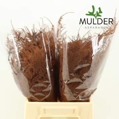 Esparraguera Pintada Brown 45cm "T50"