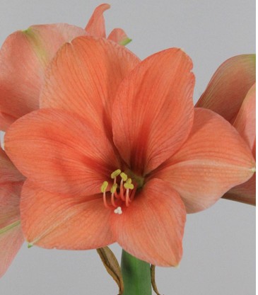 Amaryllis Desire Sal. "CC12"