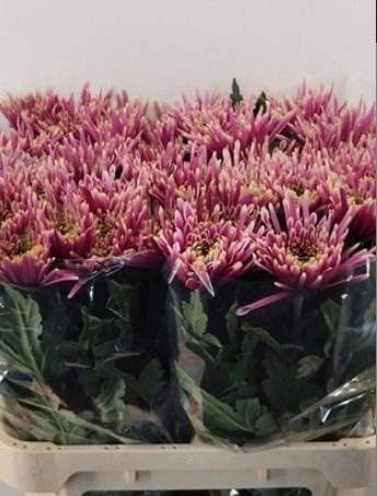 Uniflor Hol. Tula Sharletta 70gr Bic.