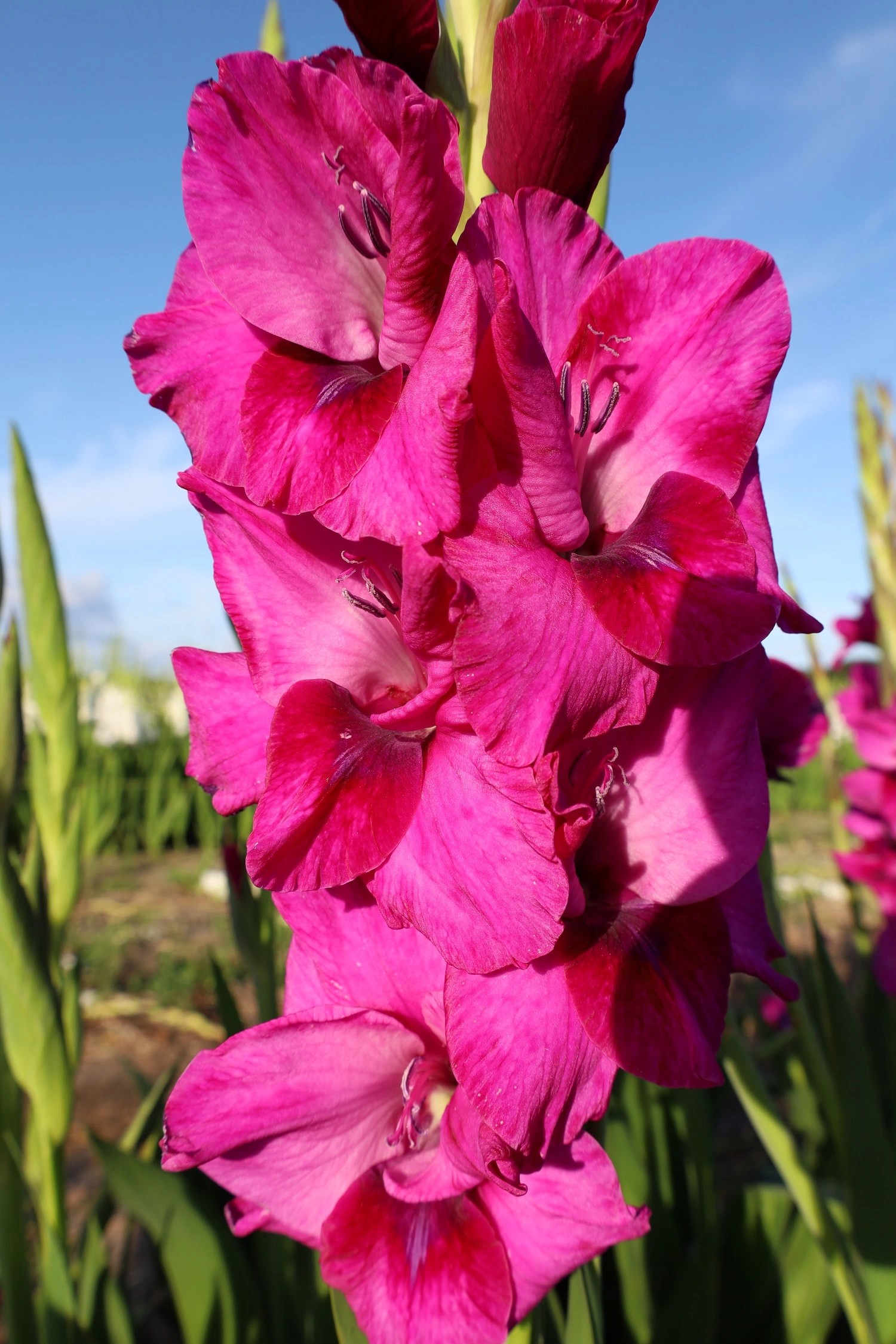Gladiolo Hol. Mystic Magenta 130cm (60cm espiga) "NEW"