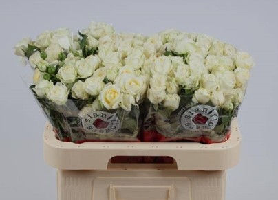 Ramificada Muthoni 60cm