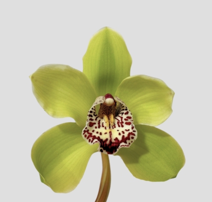 Cymbidium Hms. Verona 80cm Vd.