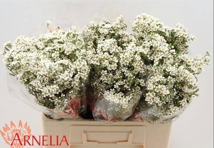 Flor Cera Hol. Pelaco 80cm 45gr "T25" "T25"