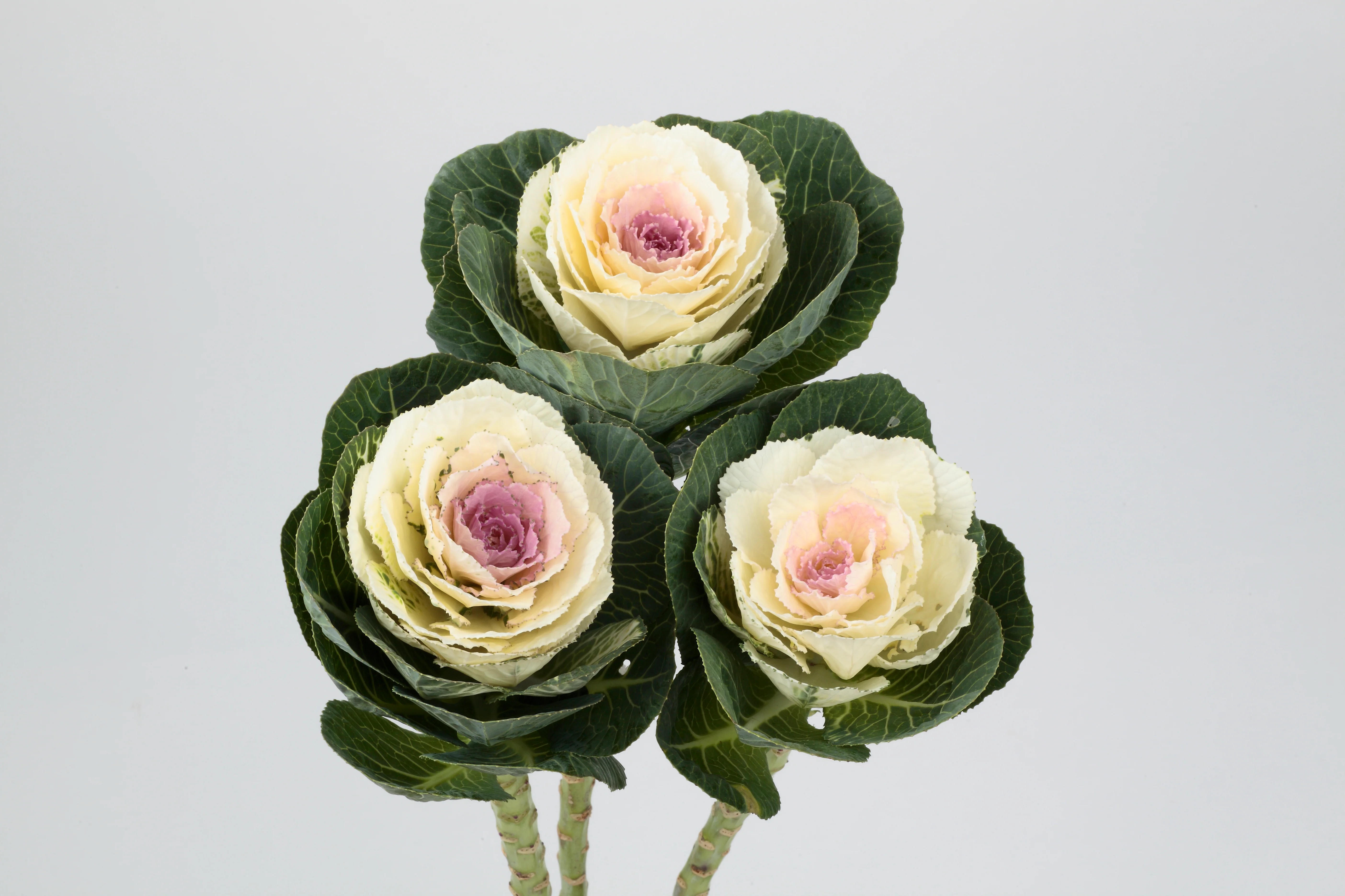 Brassica Hol. Condor White 70cm