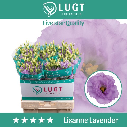 Lisiantus Hol. Lisanne Lavander 70cm 55gr "T10"