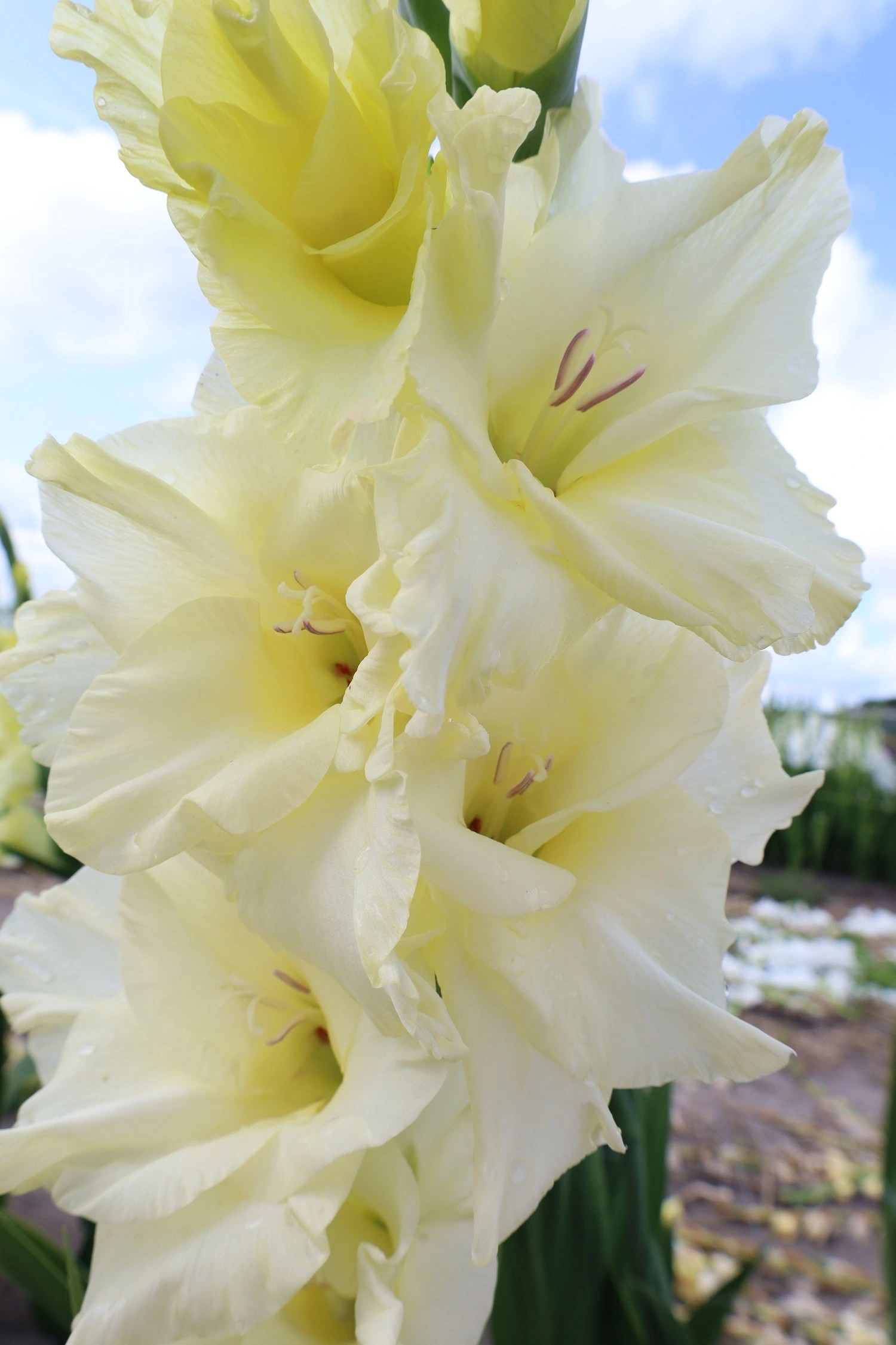 Gladiolo Hol. Speed Date 125cm (50cm espiga) "Crema"