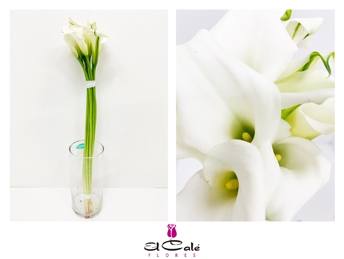 Calla Crystal Blush 55cm (7 Dias - 2)