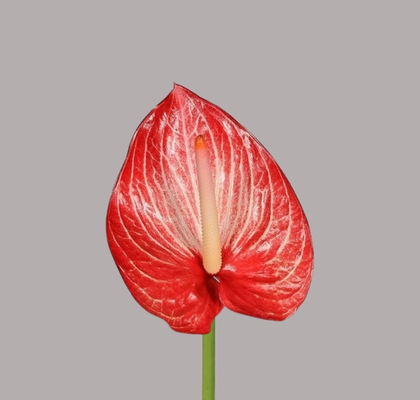 Anthurium Hol. Singita 13  "CC12" (7 Dias - 2)