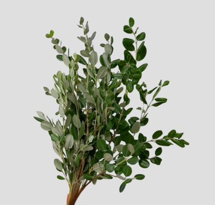 Pittosporum Italia Ralphy 50cm 200gr (7 Dias - 2)