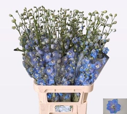 Delphinium Hol. Century Skyblue 100cm  (7 Dias - 2)