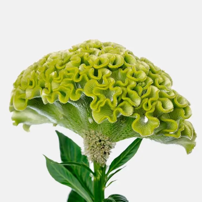 Celosia Italia Verde 80cm