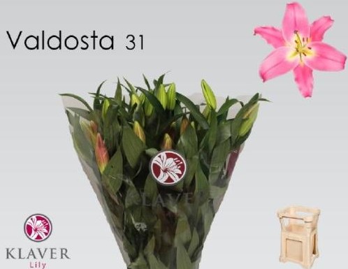 Oriental Hol. Rs. Valdosta 95cm 3/4 fl.