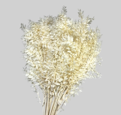 Ruscus Estabilizado Wild Blanco 80cm