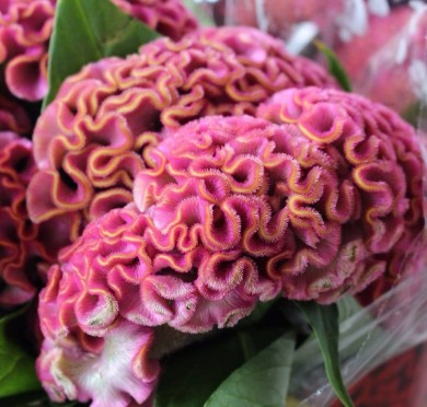 Celosia Italia ligth Pink 80cm