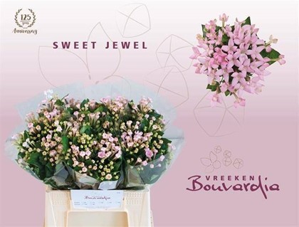 Bouvardia Hol. Sweet Jewel 40cm