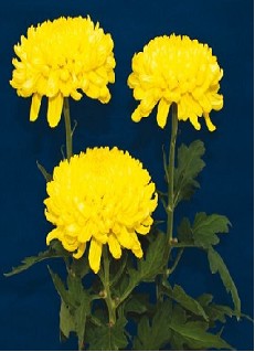 Uniflor Hol. Deco Rivalry 120gr