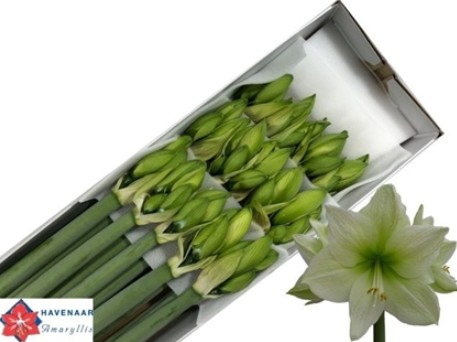 Amaryllis Avalanche Bl. "CC15"