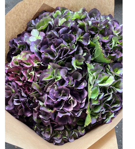 Hortensia Hol. Verena Blue Classic 50cm 18/20