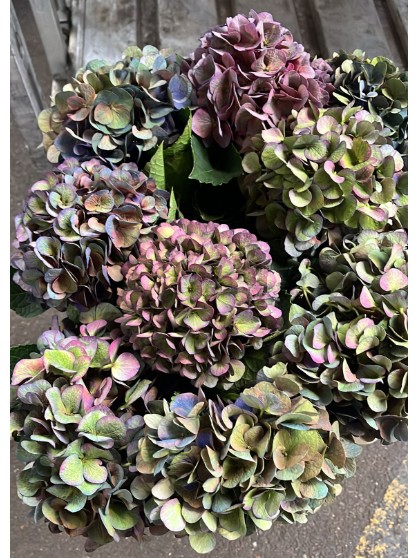 Hortensia Hol. Anne Classic 60cm 16/18