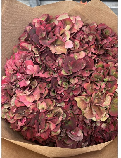 Hortensia Hol. Pink Ruby Classic 50cm 14/16