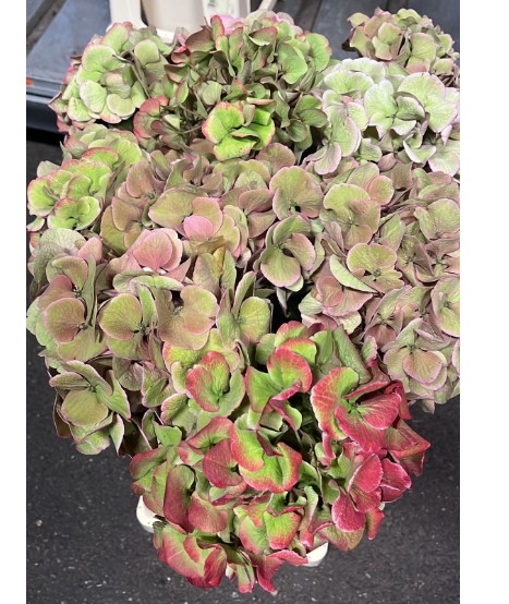 Hortensia Hol. Royal Love Classic 60cm 16/18