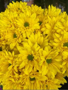 Margarita Col. D. Indira Am.