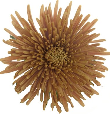 Uniflor Col. Disbud Bronze Chewbacca
