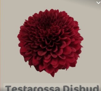 Uniflor Ecu. Testarossa Red