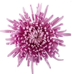 Uniflor Col. Hydra Rosa