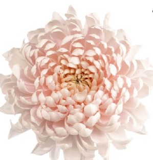 Uniflor Col. Disbud Fantasia Sl.