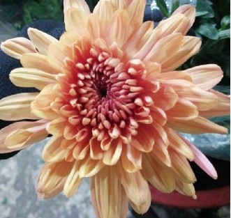 Uniflor Col. Cremon Kirvy