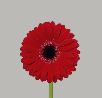 Gerbera Mini Hol. Black Tie "CC60"