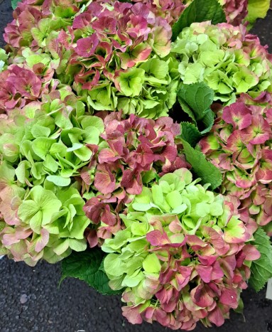Hortensia Hol. White Verena Classic 50cm 18/20