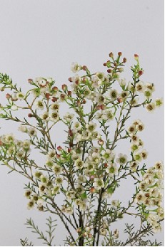 Flor Cera Hol. Grace 60cm 35gr Bl. "T25"