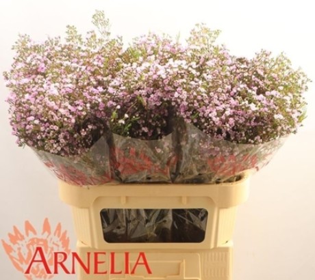 Flor Cera Hol. Pirouette  80cm 35gr Bl. "T25"