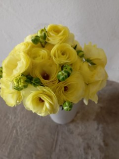 Ranunculos Ecu. Moderna Limoncello 55cm