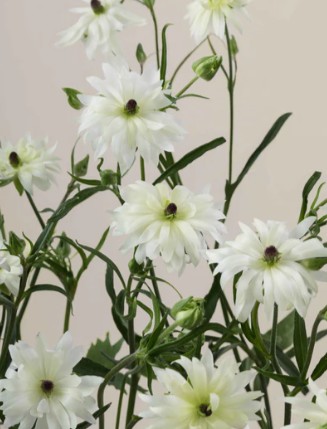 Ranunculos Ecu. Moderna Galaxy 60cm