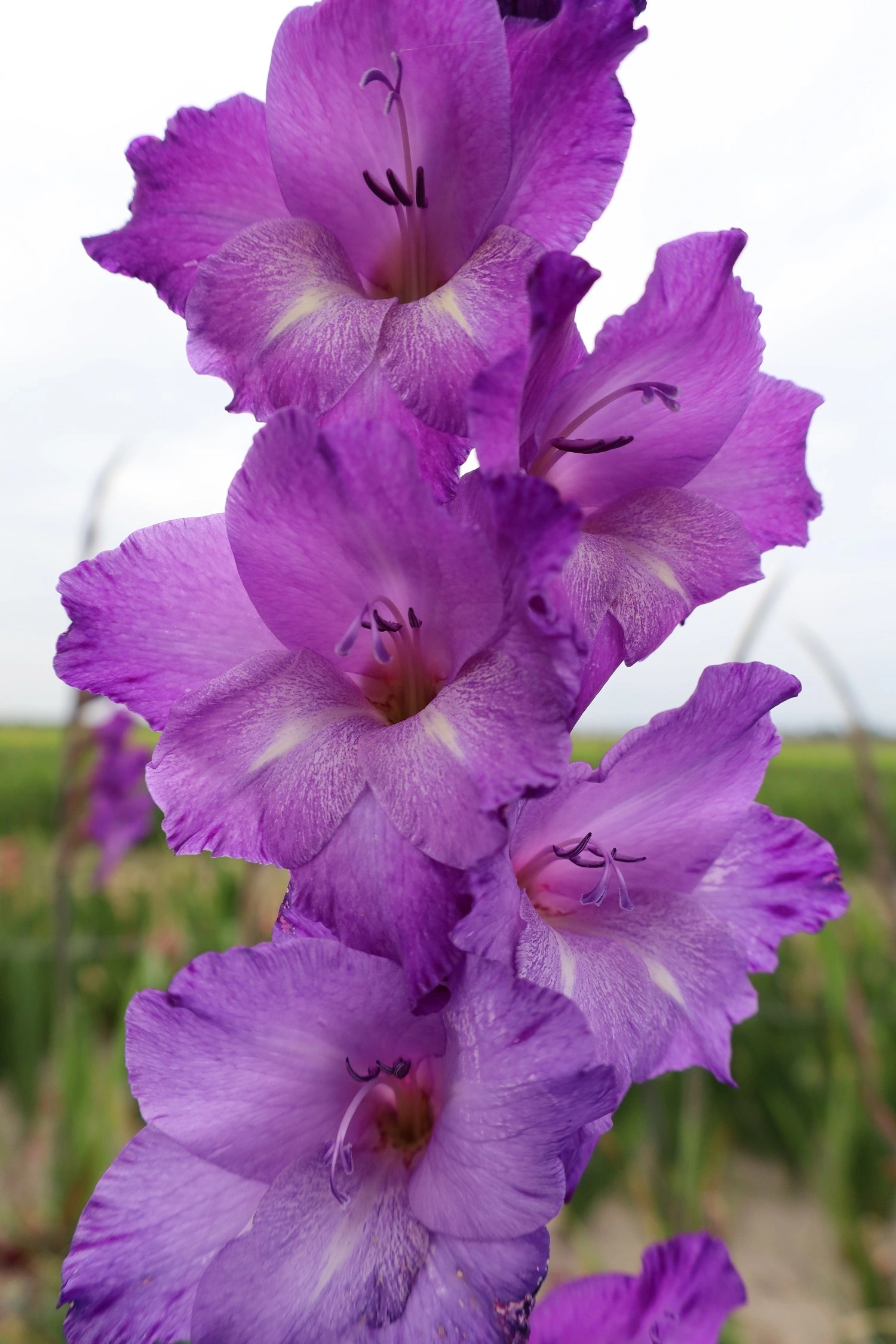 Gladiolo Hol. Performer 115cm (55cm espiga)