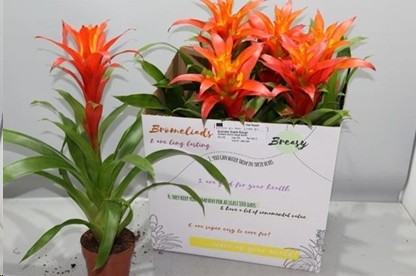 P. Guzmania Suerte Orange 12/55cm "CC6"