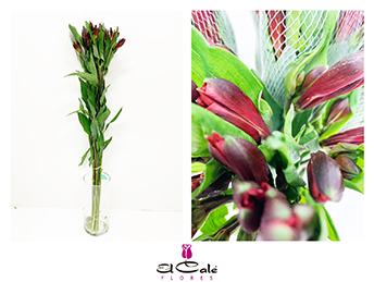 Alstroemeria Ecu. Select Roja