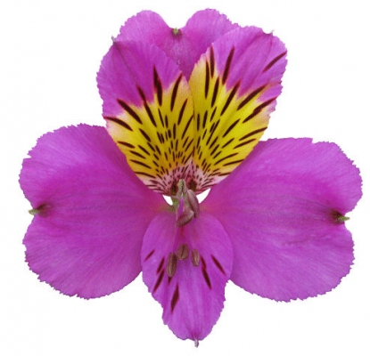 Alstroemeria Ecu. Select Fucsia