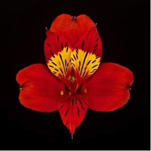 Alstroemeria Ecu. Fancy Roja