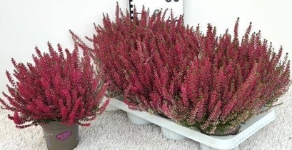 P. Callu Ga G Gem Rood 11/25cm x8