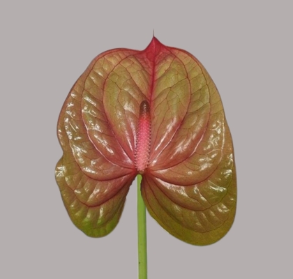 Anthurium Hol. Licosa 15  "CC10"