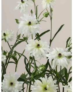 Ranunculos Ecu. Moderna Blanco 50cm