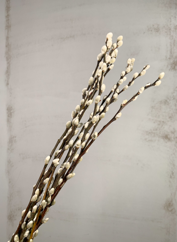 Salix Snow Flake 70cm "T50" "Avellana"